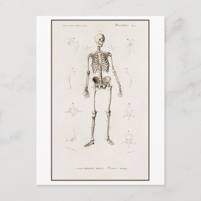 Postal Ilustracion de cosecha de esqueletos humanos (Anverso)
