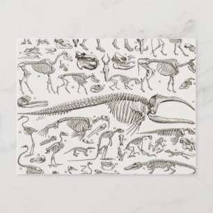 Postal Ilustracion de cosecha de huesos humanos y animale