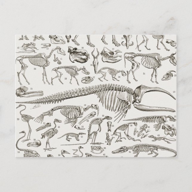 Postal Ilustracion de cosecha de huesos humanos y animale (Anverso)