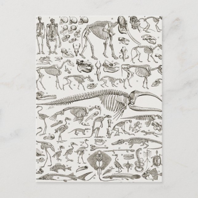 Postal Ilustracion de cosecha de huesos humanos y animale (Anverso)