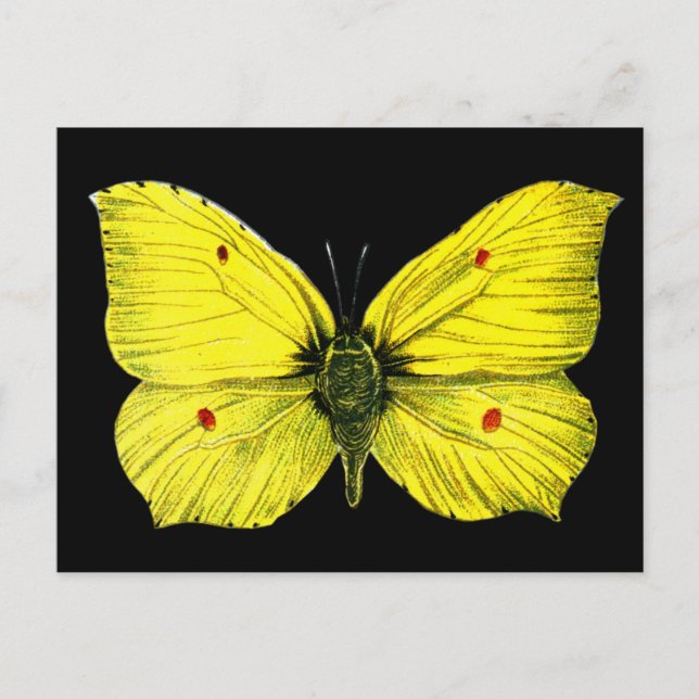 Postal Ilustracion de cosecha de mariposas negro y amaril (Anverso)
