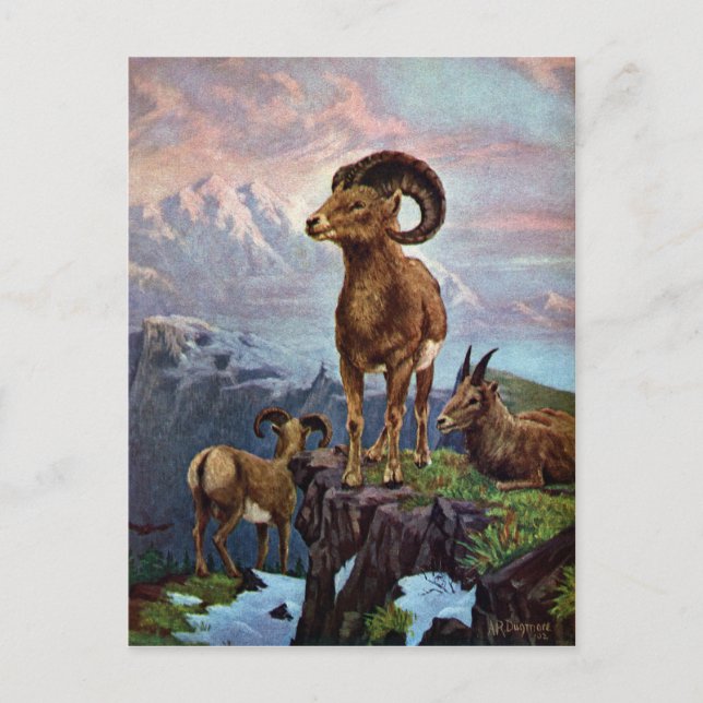Postal Ilustración de cosecha de ovejas de ovino (Anverso)