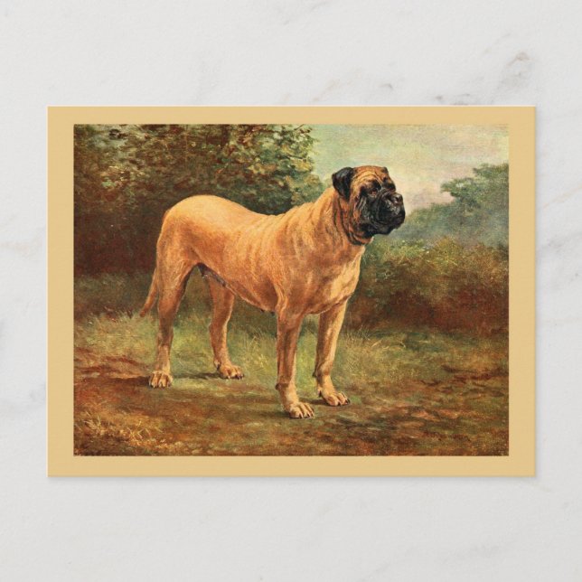 Postal Ilustracion de cosecha de perros mastiff ingleses (Anverso)