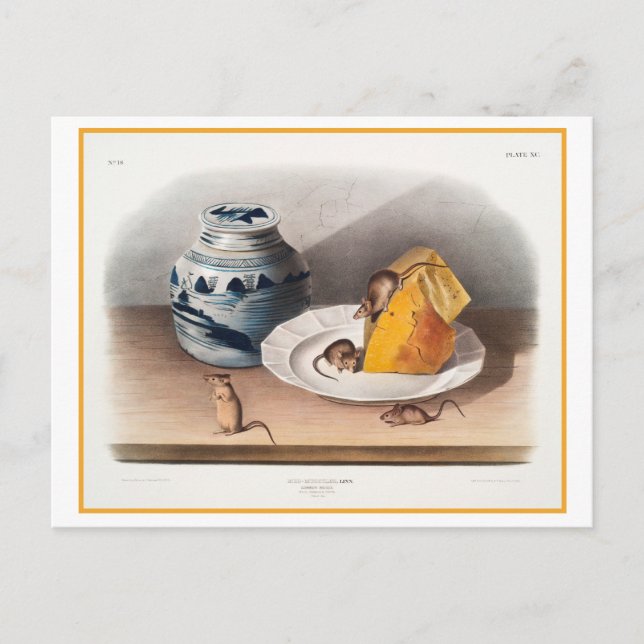 Postal Ilustracion de cosecha de queso de ratones (Anverso)