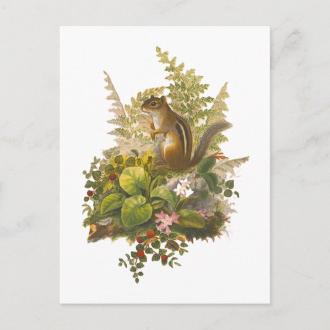 Postal Ilustracion de cosecha de un Chipmunk Adorable (Anverso)