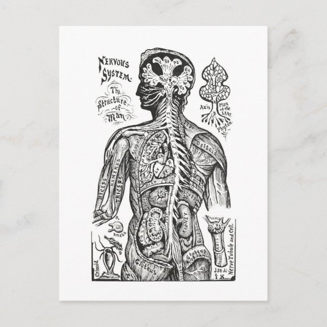 Postal Ilustracion de cosecha: Diagrama de anatomía human (Anverso)