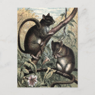 Postal Ilustracion de cosecha: Dormouse