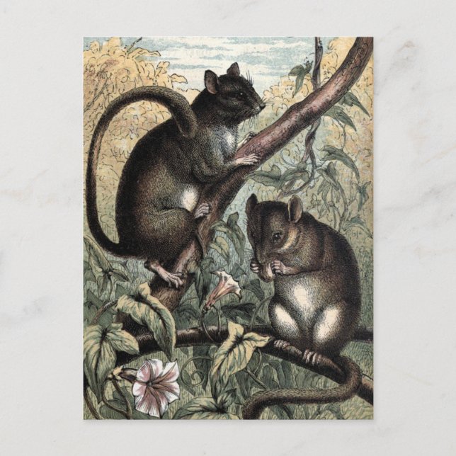 Postal Ilustracion de cosecha: Dormouse (Anverso)