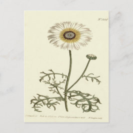 Postal Ilustración de crisantemo tricolor amarillo