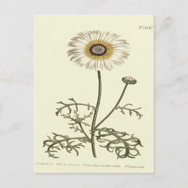 Postal Ilustración de crisantemo tricolor amarillo (Anverso)
