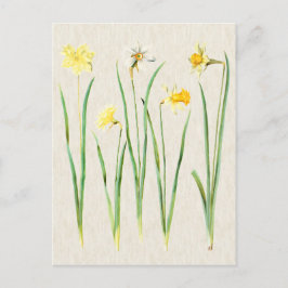 Postal Ilustracion de Daffodils Botánicos Vintage