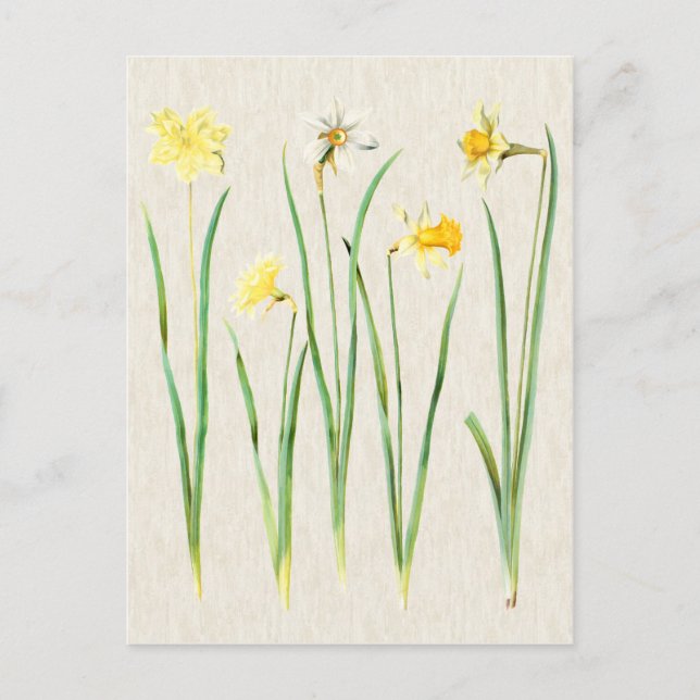 Postal Ilustracion de Daffodils Botánicos Vintage (Anverso)