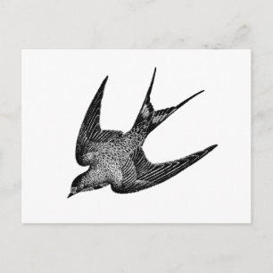 Postal Ilustracion de deglución vintage - Aves retro del 