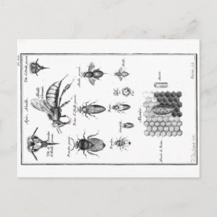 Postal Ilustracion de época - Abejas y abejas