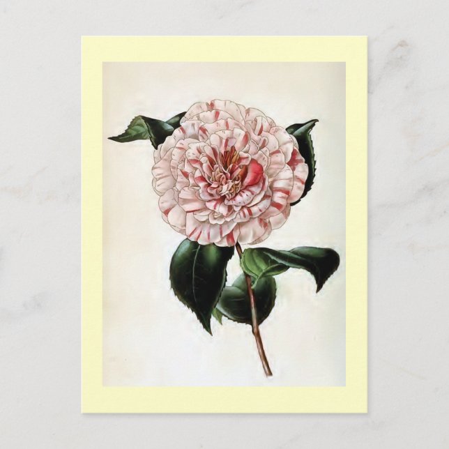 Postal ilustracion de época "Camellia Japonica" (Anverso)
