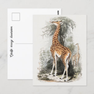 Postal Ilustracion de época de Giraffe