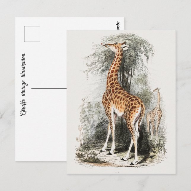 Postal Ilustracion de época de Giraffe (Anverso / Reverso)