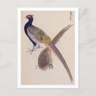 Postal Ilustracion de época: faisán