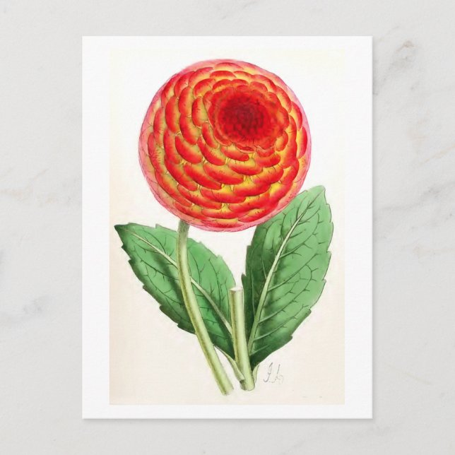 Postal ilustracion de época "Flambeau Dahlia" (Anverso)
