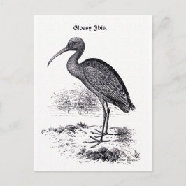 Postal ilustracion de época "Ibis brillante"