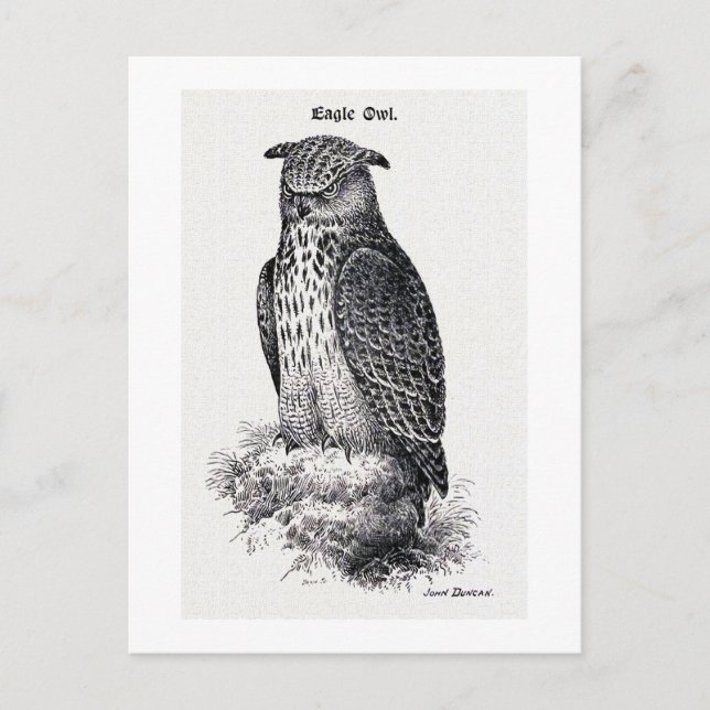 Postal ilustracion de época "Lechuza Águila" (Anverso)