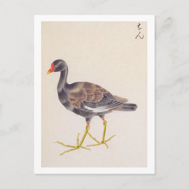 Postal Ilustracion de época: moorhen común (Anverso)