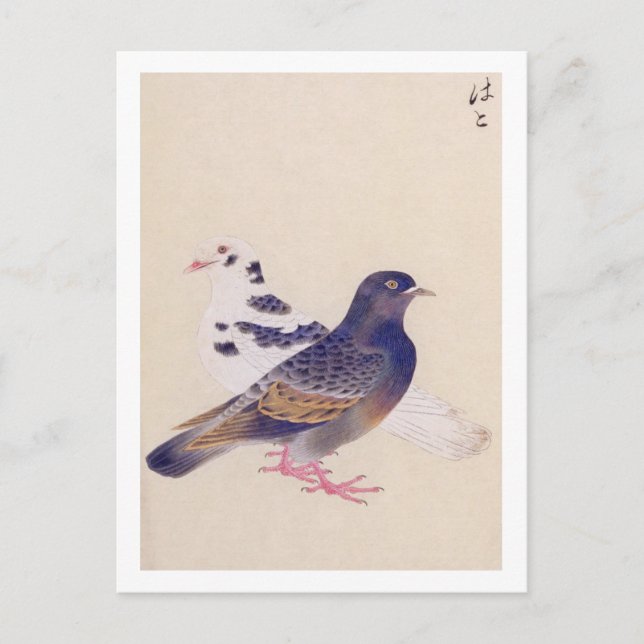 Postal Ilustracion de época: pichón (Anverso)