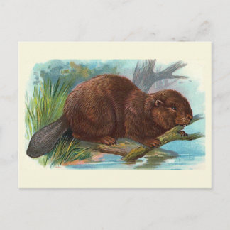 Postal ilustracion de época "The Beaver"