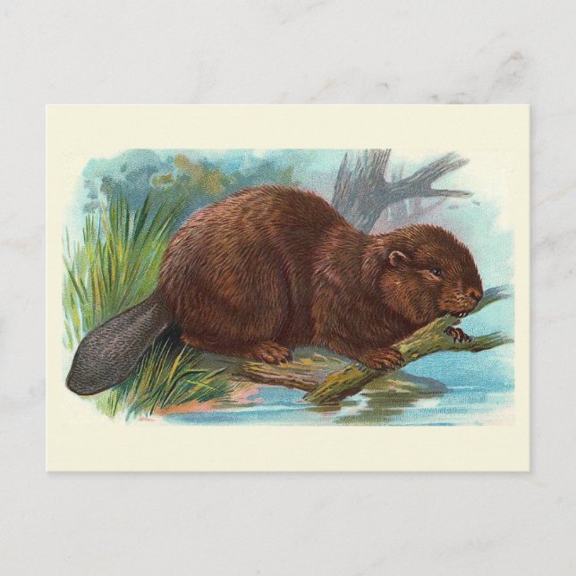 Postal ilustracion de época "The Beaver" (Anverso)