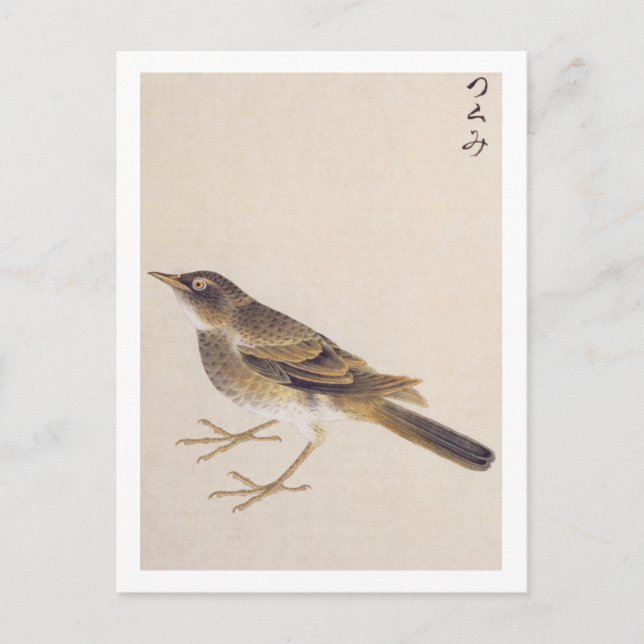 Postal Ilustracion de época: Thrush (Anverso)