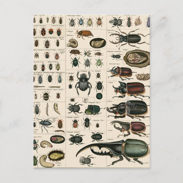 Postal Ilustracion de escarabajo de época (Anverso)
