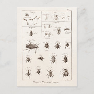 Postal Ilustracion de escarabajos bug insectos vintage de
