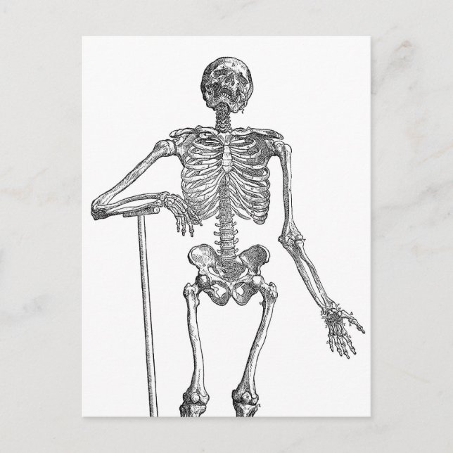 Postal Ilustración de esqueleto excavando (Anverso)