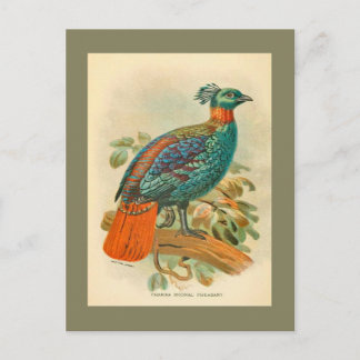 Postal Ilustracion de faisán colorido de aves de época