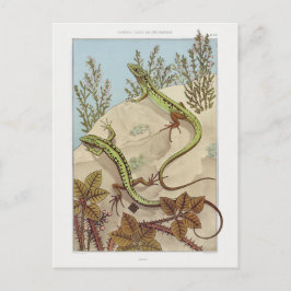 Postal Ilustracion de fauna veintage de dos lagartos