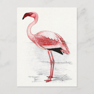 Postal Ilustración de flamenco vintage