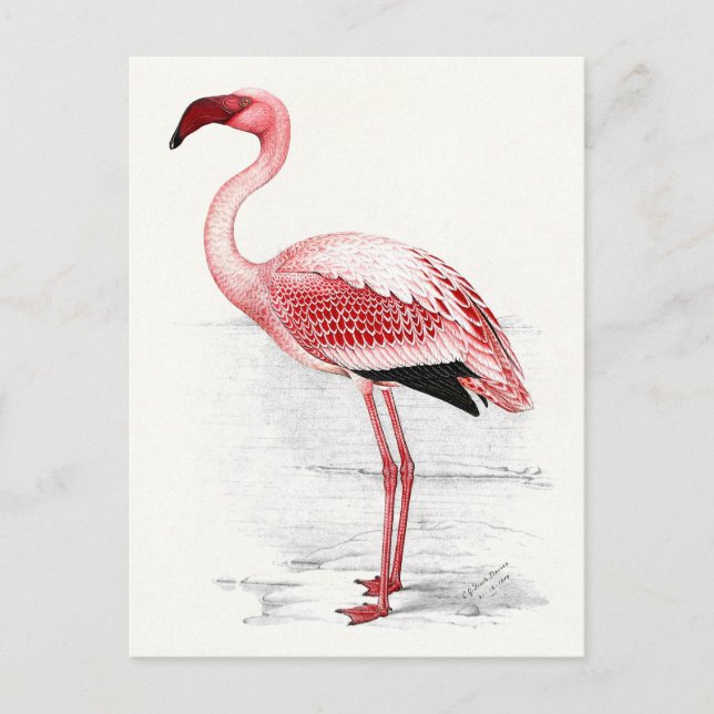 Postal Ilustración de flamenco vintage (Anverso)