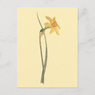 Postal Ilustración de flor amarilla de narciso jonquíl