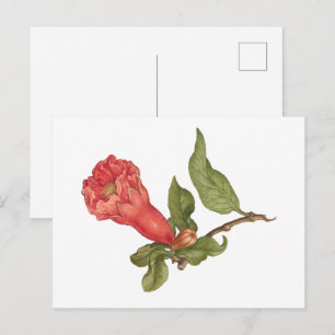 Postal Ilustración de flor de granada vintage en floració