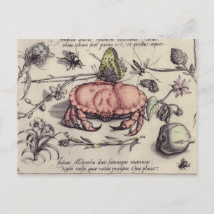 Postal Ilustración de flor de insecto botánico de cangrej