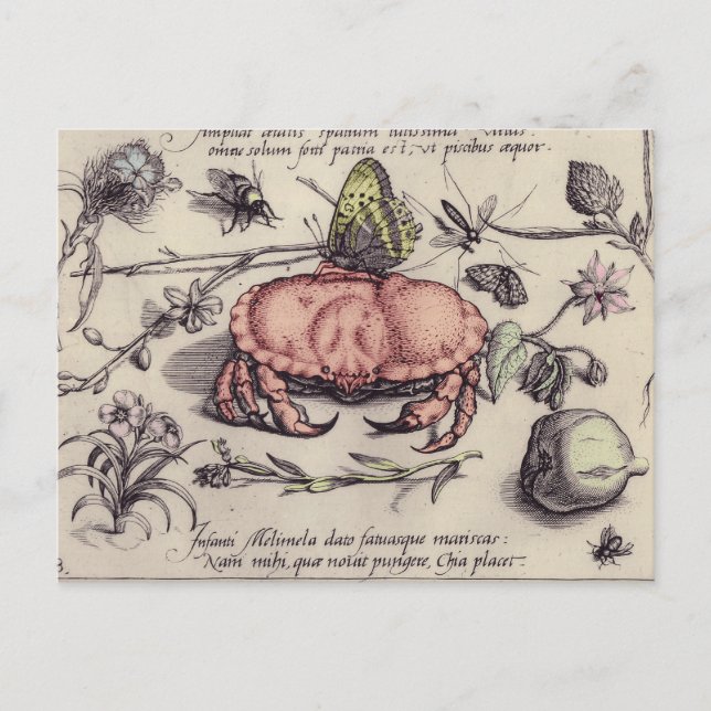 Postal Ilustración de flor de insecto botánico de cangrej (Anverso)
