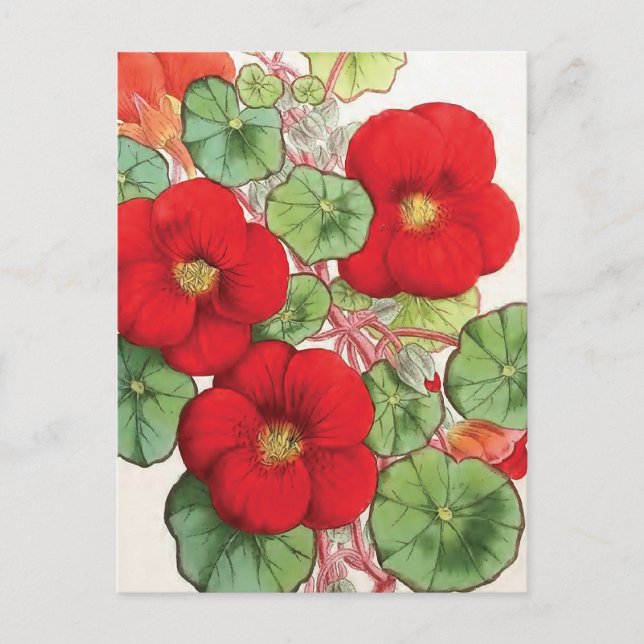 Postal ilustracion de Flor de Vintage "Nasturtium" (Anverso)