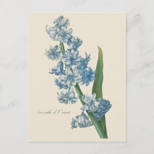 Postal Ilustracion de flores azules de Hyacinth