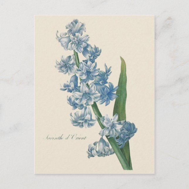 Postal Ilustracion de flores azules de Hyacinth (Anverso)
