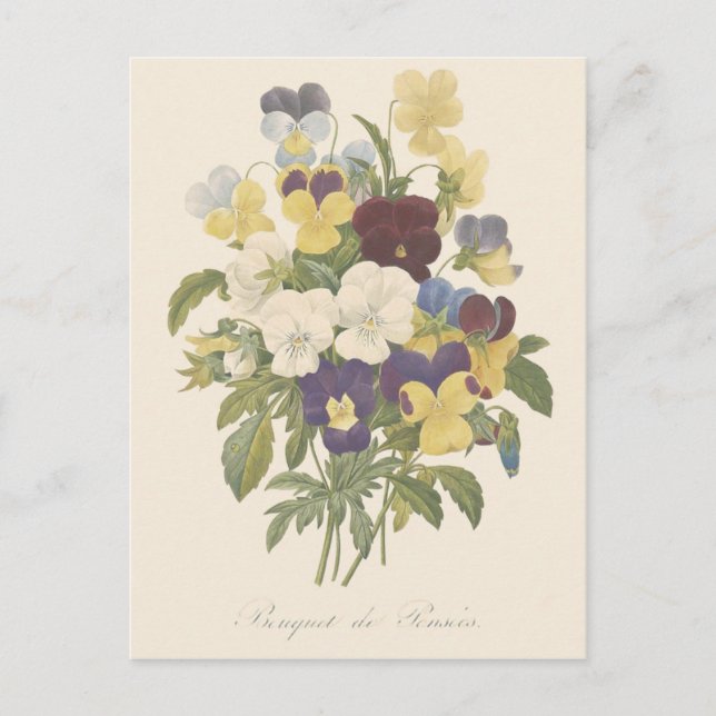 Postal Ilustracion de flores Bouquet Pansy Pansies (Anverso)