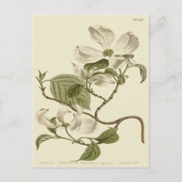 Postal Ilustración de flores de cornejo blanco