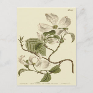 Postal Ilustración de flores de cornejo blanco
