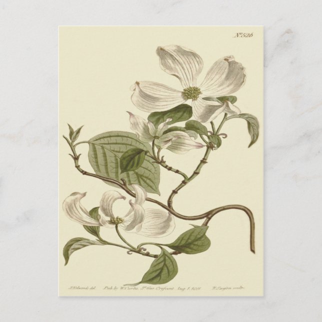 Postal Ilustración de flores de cornejo blanco (Anverso)