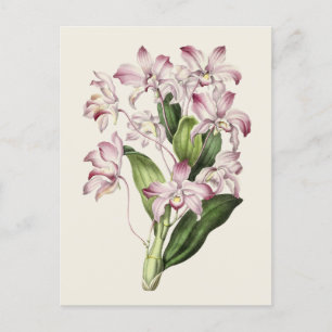 Postal Ilustracion de flores de Dendrobio de época