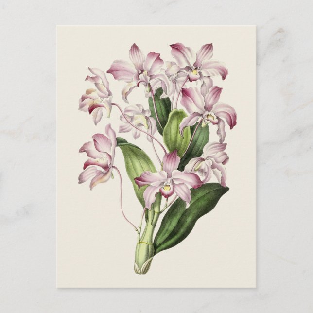 Postal Ilustracion de flores de Dendrobio de época (Anverso)
